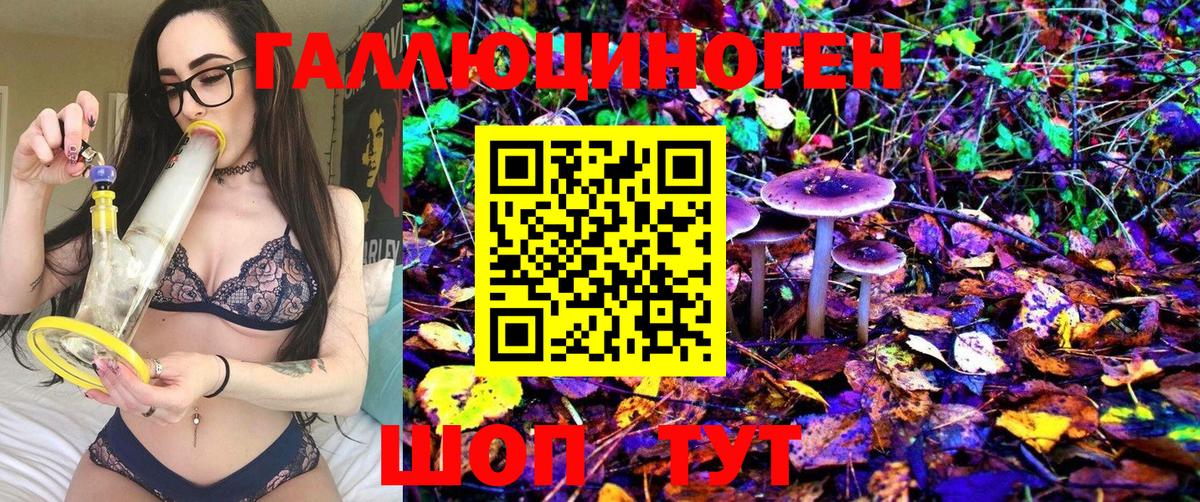 Псилоцибиновые грибы Psilocybine cubensis Светлоград